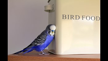 animal-budgerigar-container-416189.jpg